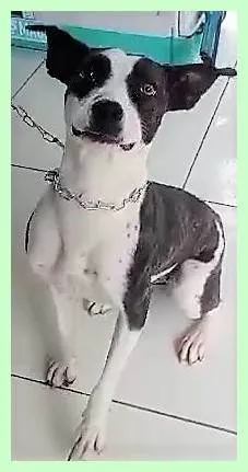 Cachorro ra a SRD-ViraLata idade 1 ano nome Eva