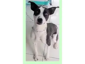 Cachorro raça SRD-ViraLata idade 1 ano nome Eva
