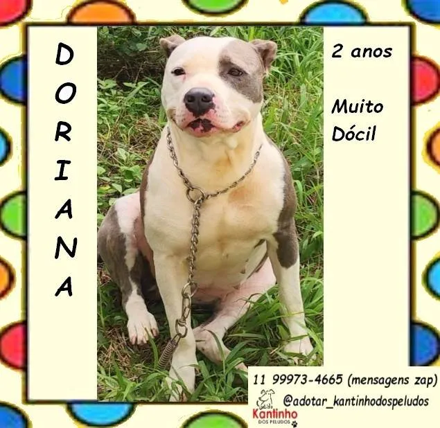 Cachorro ra a SRD-ViraLata idade 2 anos nome Doriana