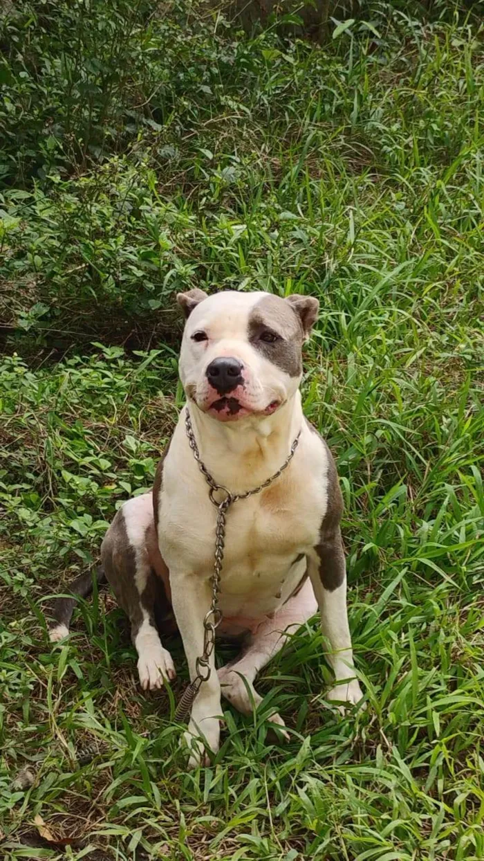 Cachorro ra a SRD-ViraLata idade 2 anos nome Doriana