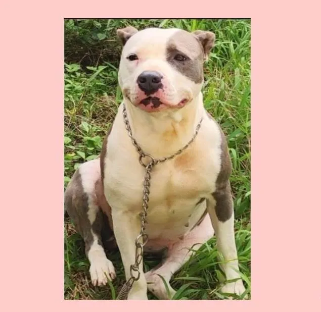 Cachorro ra a SRD-ViraLata idade 2 anos nome Doriana