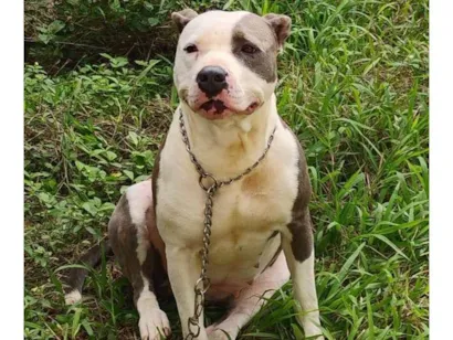 Cachorro raça SRD-ViraLata idade 2 anos nome Doriana