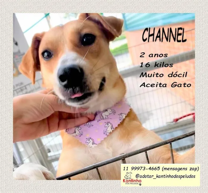 Cachorro ra a SRD-ViraLata idade 2 anos nome Channel