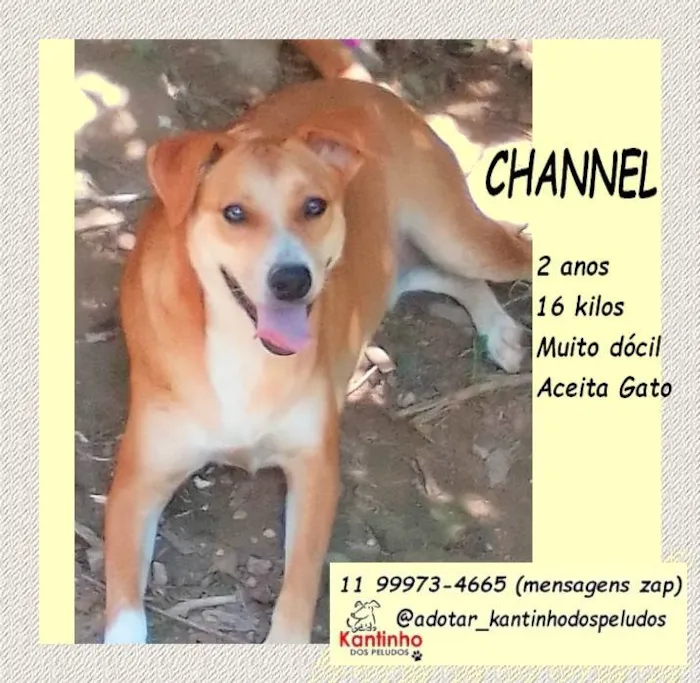 Cachorro ra a SRD-ViraLata idade 2 anos nome Channel