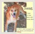 Channel