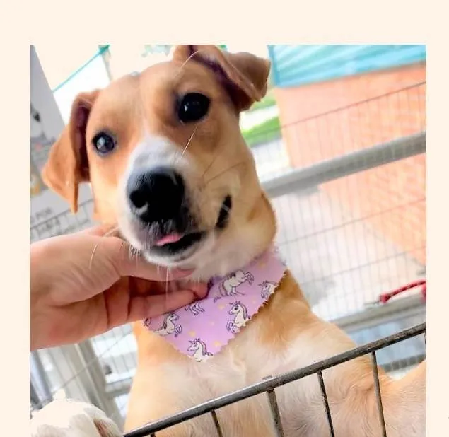 Cachorro ra a SRD-ViraLata idade 2 anos nome Channel