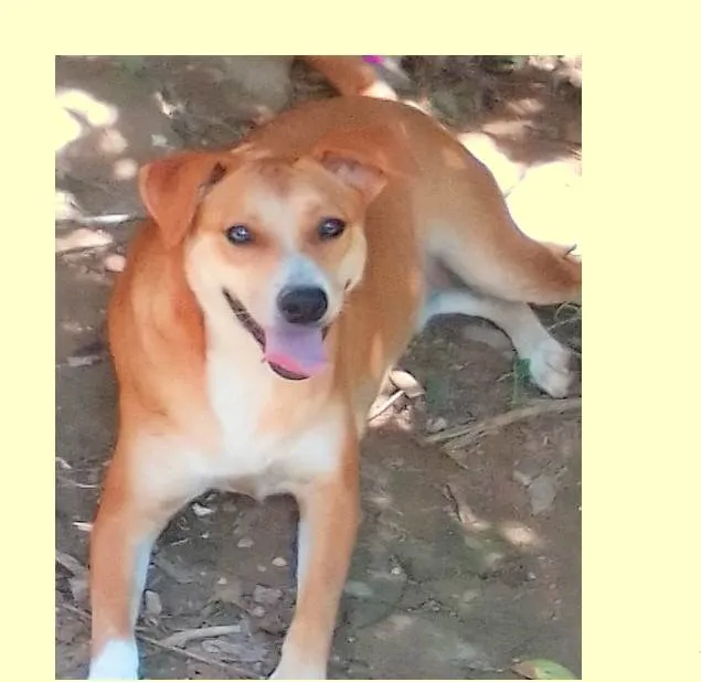 Cachorro ra a SRD-ViraLata idade 2 anos nome Channel