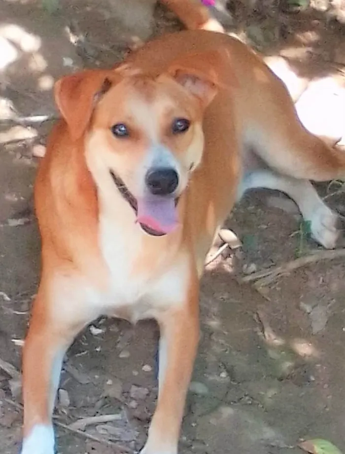 Cachorro ra a SRD-ViraLata idade 2 anos nome Channel
