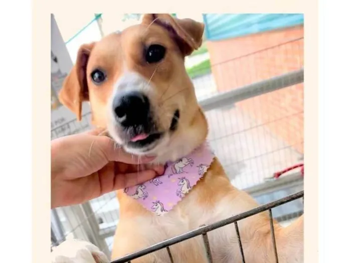 Cachorro ra a SRD-ViraLata idade 2 anos nome Channel