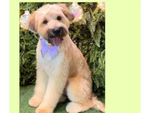 Cachorro raça SRD-ViraLata idade 7 a 11 meses nome Bolotinha