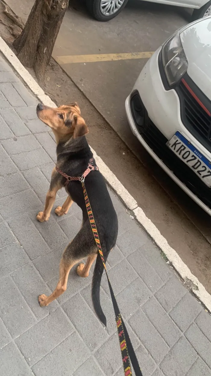 Cachorro ra a SRD-ViraLata idade 2 a 6 meses nome Doguinho