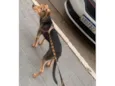Doguinho