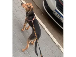 Cachorro raça SRD-ViraLata idade 2 a 6 meses nome Doguinho