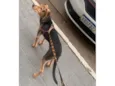 Doguinho