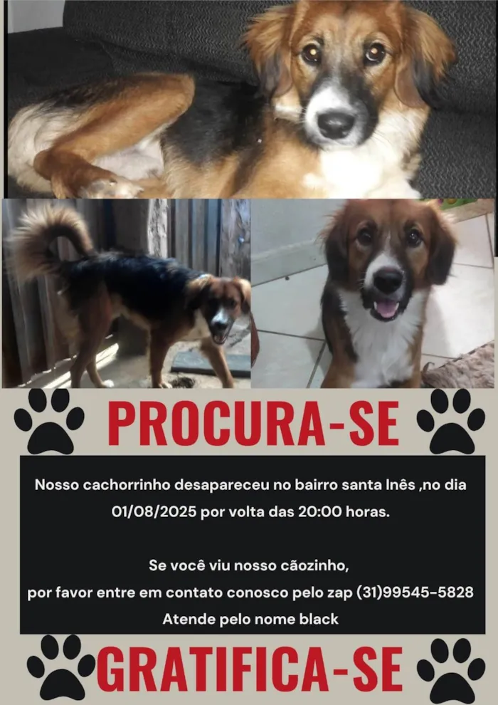 Cachorro ra a SRD-ViraLata idade 5 anos nome Black