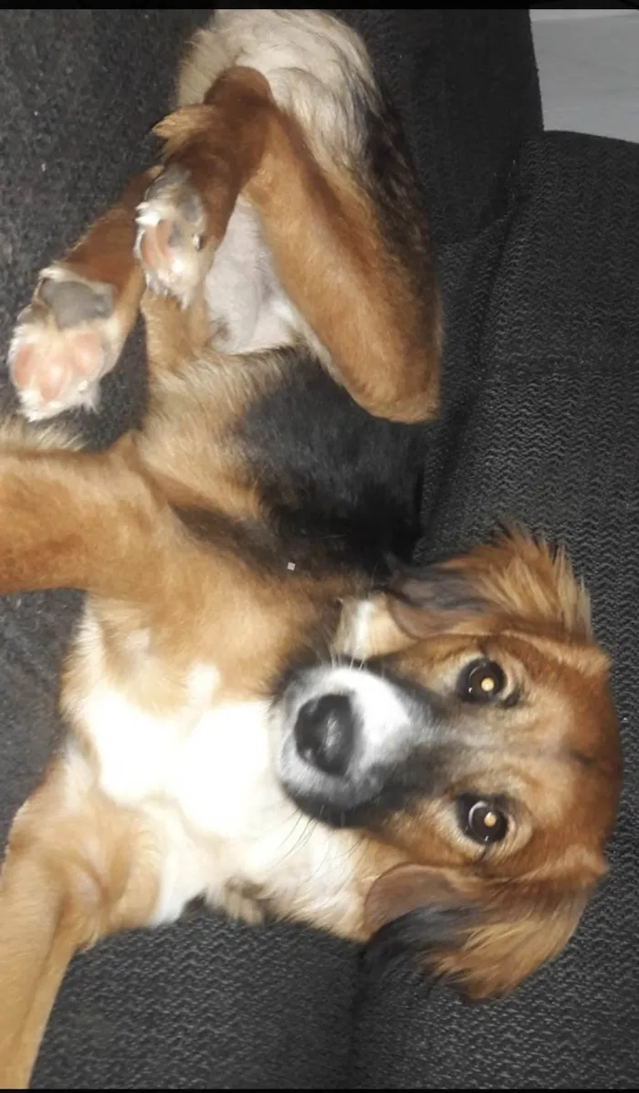 Cachorro ra a SRD-ViraLata idade 5 anos nome Black