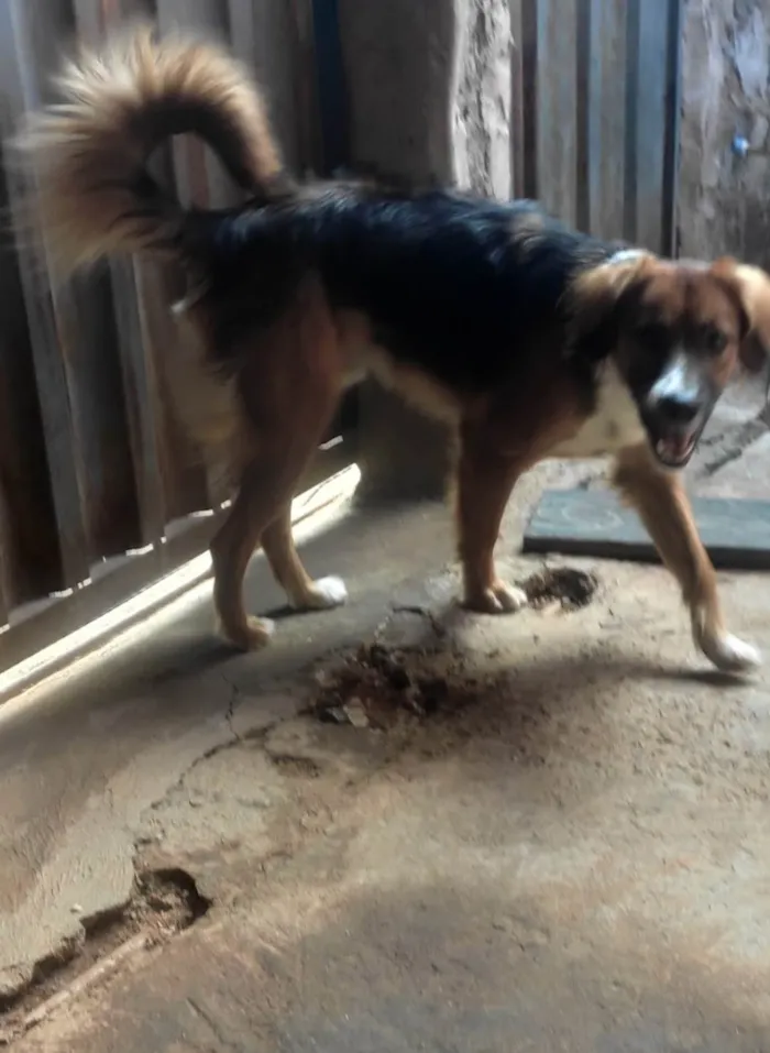 Cachorro ra a SRD-ViraLata idade 5 anos nome Black