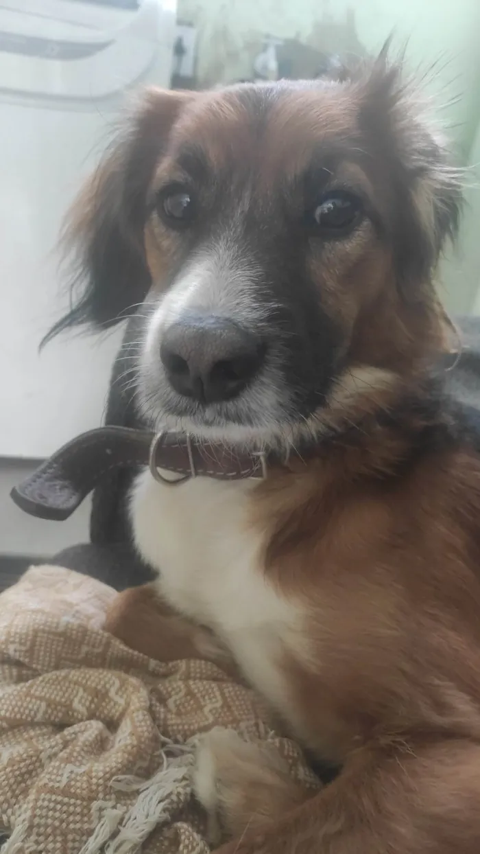 Cachorro ra a SRD-ViraLata idade 5 anos nome Black