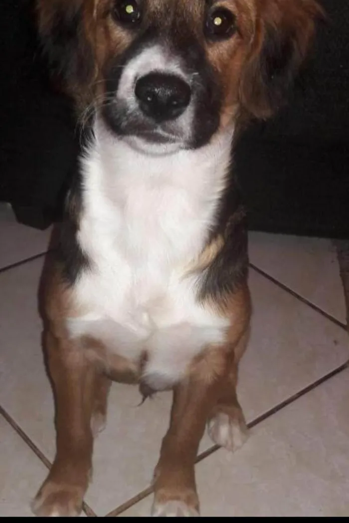 Cachorro ra a SRD-ViraLata idade 5 anos nome Black