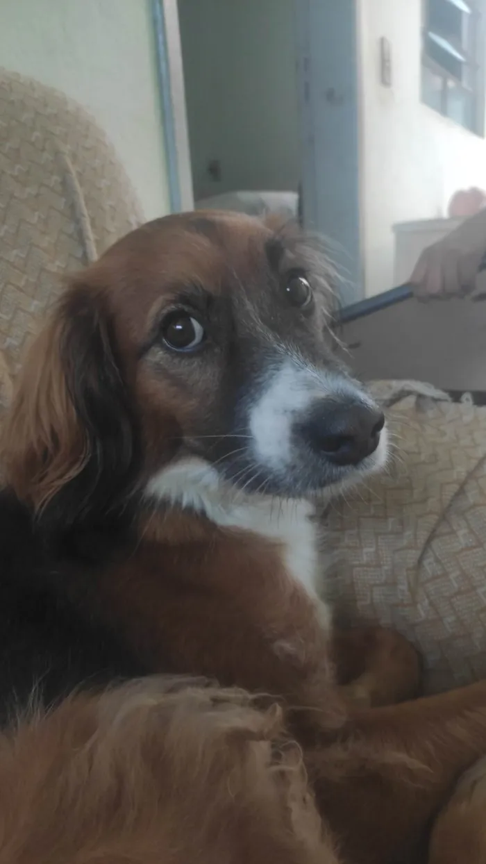 Cachorro ra a SRD-ViraLata idade 5 anos nome Black