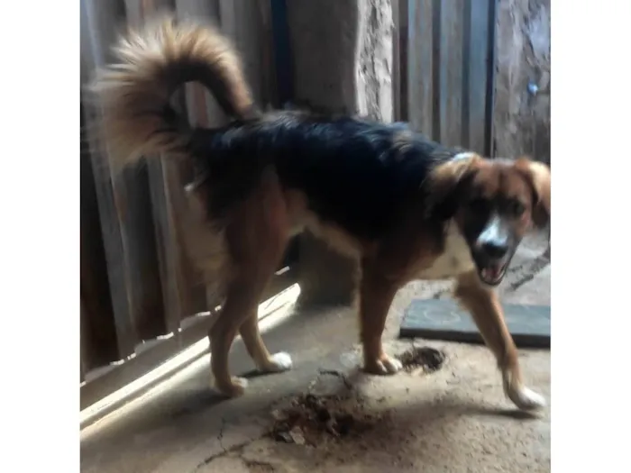 Cachorro ra a SRD-ViraLata idade 5 anos nome Black