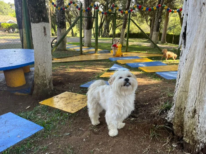 Cachorro ra a Shitzu idade 4 anos nome Bob