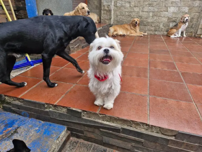 Cachorro ra a Shitzu idade 4 anos nome Bob