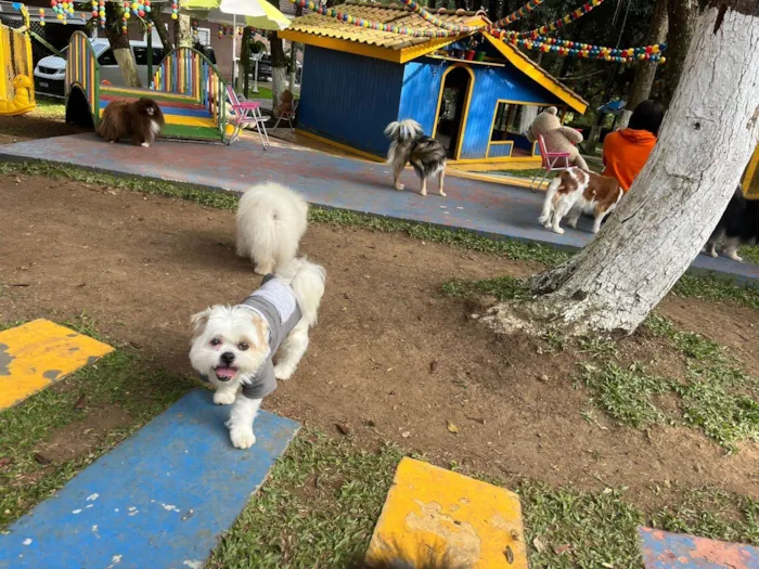 Cachorro ra a Shitzu idade 4 anos nome Bob