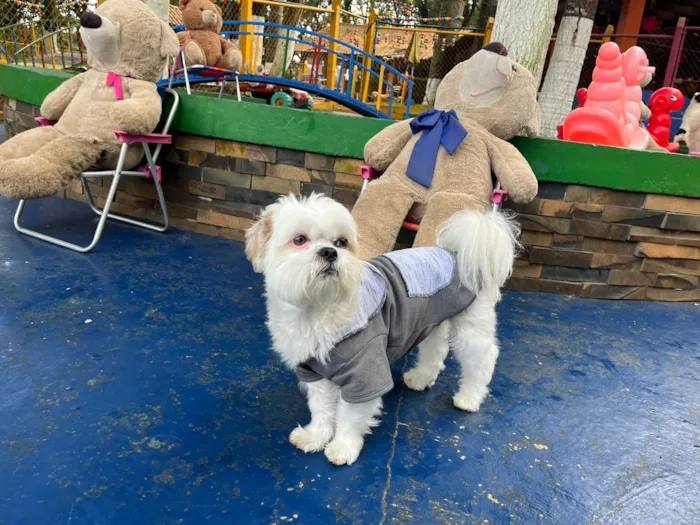 Cachorro ra a Shitzu idade 4 anos nome Bob
