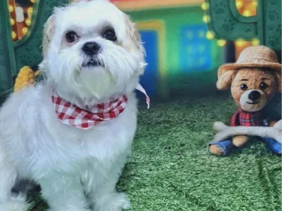 Cachorro raça Shitzu idade 4 anos nome Bob