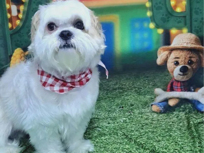 Cachorro ra a Shitzu idade 4 anos nome Bob