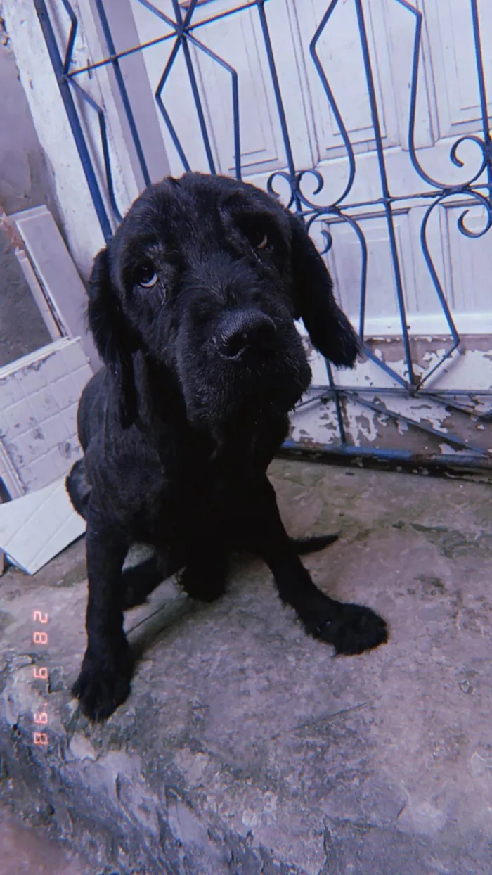 Cachorro ra a Labrador idade 4 anos nome Preto/pretinho
