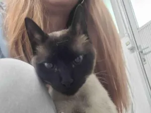 Gato raça Siamês idade 1 ano nome Capucchino