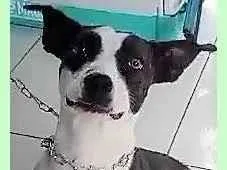 Cachorro raça SRD-ViraLata idade 1 ano nome Eva