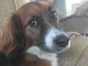 Cachorro raça SRD-ViraLata idade 5 anos nome Black