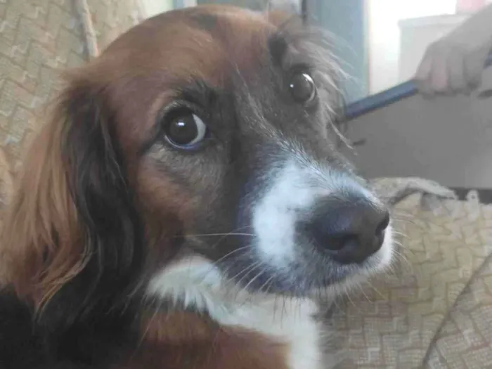 Cachorro ra a SRD-ViraLata idade 5 anos nome Black