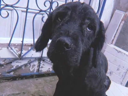 Cachorro raça Labrador idade 4 anos nome Preto/pretinho