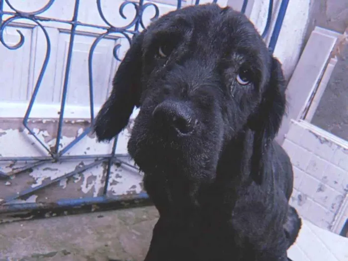 Cachorro ra a Labrador idade 4 anos nome Preto/pretinho