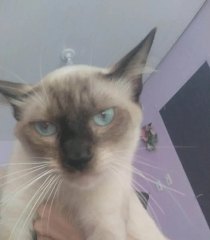 Gato ra a Siamês idade 7 a 11 meses nome Nero,Snow, floquinho e marie