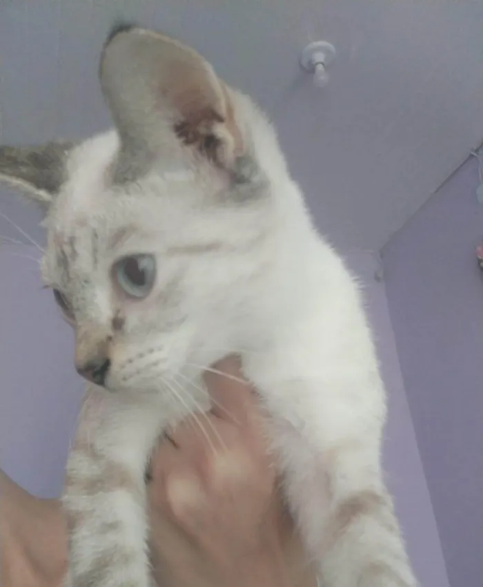 Gato ra a Siamês idade 7 a 11 meses nome Nero,Snow, floquinho e marie