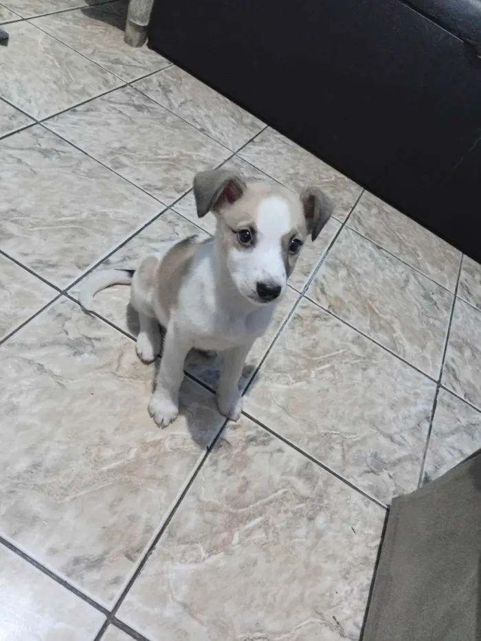 Cachorro ra a SRD-ViraLata idade 2 a 6 meses nome Skay 