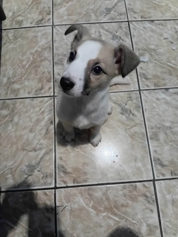 Cachorro ra a SRD-ViraLata idade 2 a 6 meses nome Skay 