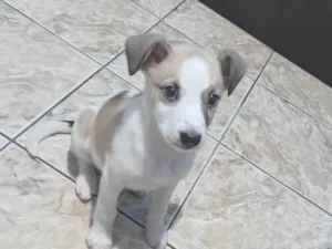 Cachorro raça SRD-ViraLata idade 2 a 6 meses nome Skay 