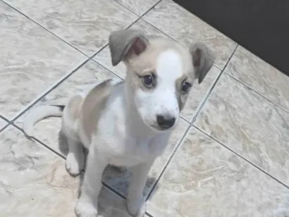 Cachorro raça SRD-ViraLata idade 2 a 6 meses nome Skay 