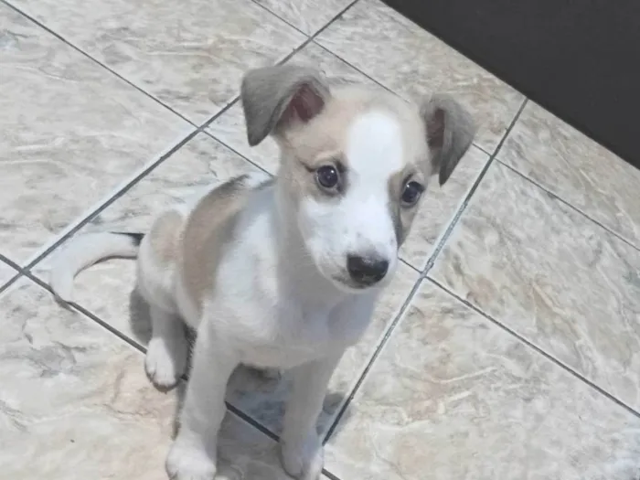 Cachorro ra a SRD-ViraLata idade 2 a 6 meses nome Skay 