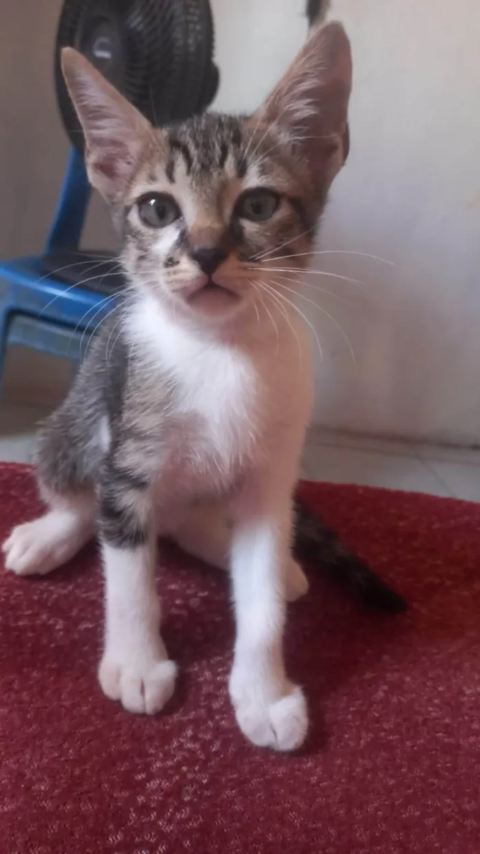 Gato ra a SRD-ViraLata idade 2 a 6 meses nome Simba