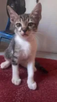 Simba
