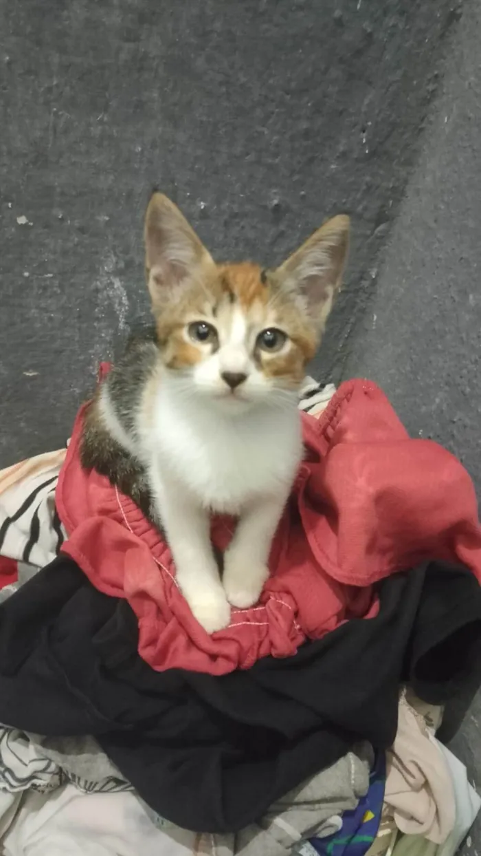 Gato ra a SRD-ViraLata idade 2 a 6 meses nome Mily