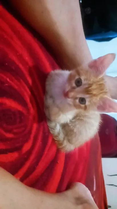 Gato raça SRD-ViraLata idade 2 a 6 meses nome Margarida 