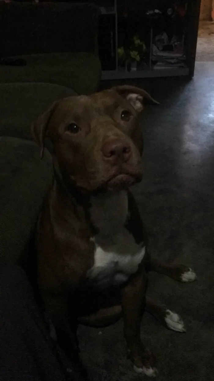 Cachorro ra a Pit-Bull idade 6 ou mais anos nome Ariano 